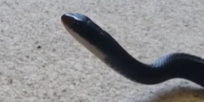 Columbia snake